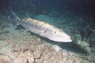 Photo of Barry
