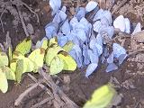Photo of butterflies