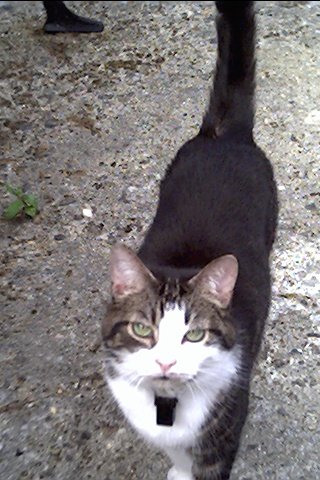 Photo of Pudding