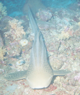 Photo of Leopard shark