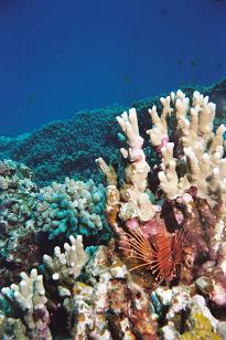 Photo of Lionfish