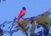 Photo of minivet