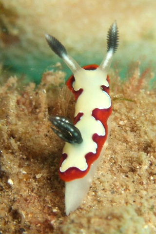 red and white nudibranch