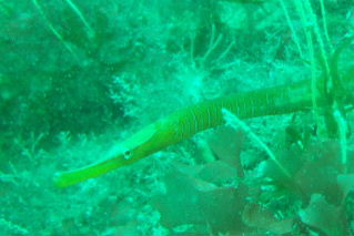 Lundy Island Snake Pipefish