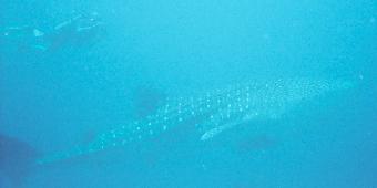 Photo of Whale shark